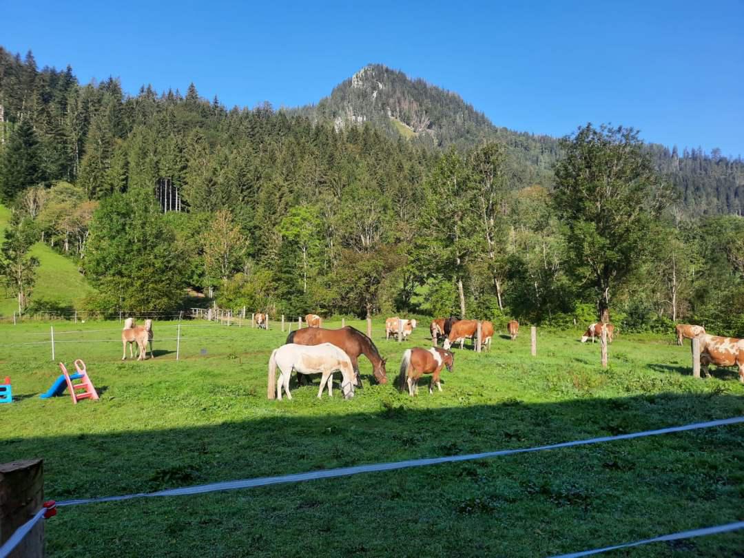 Reiten am Königbauerhof