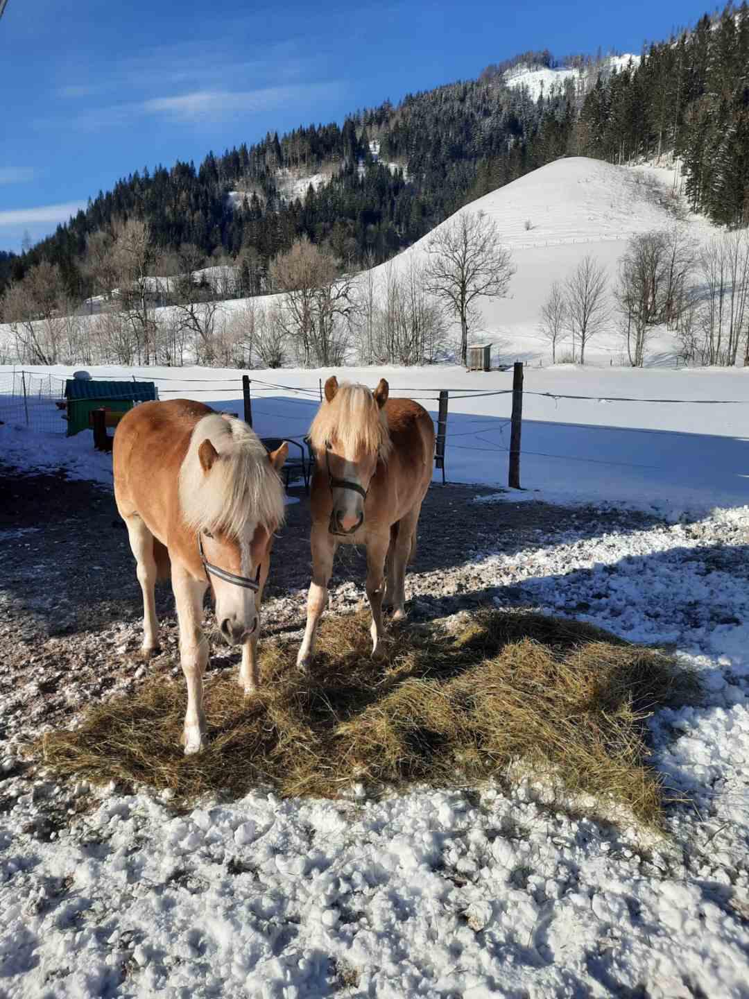 Reiten am Königbauerhof