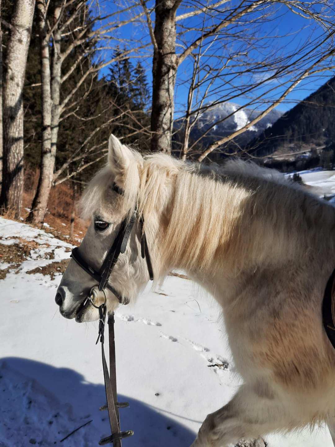 Reiten am Königbauerhof