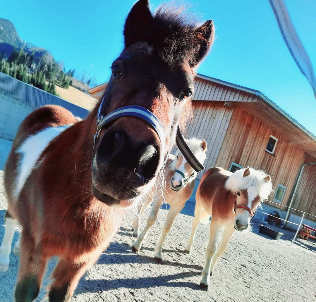 Reiten am Königbauerhof