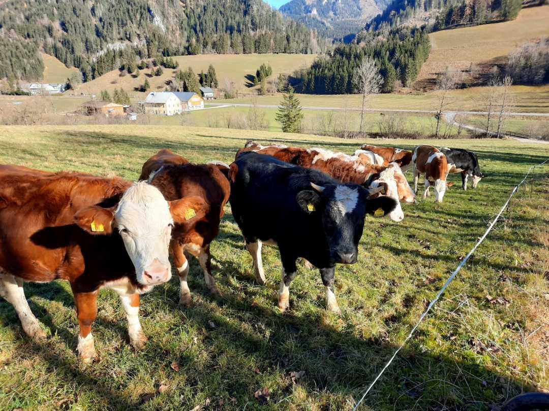 Reiten am Königbauerhof