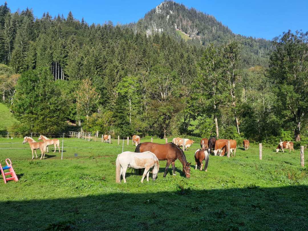 Reiten am Königbauerhof