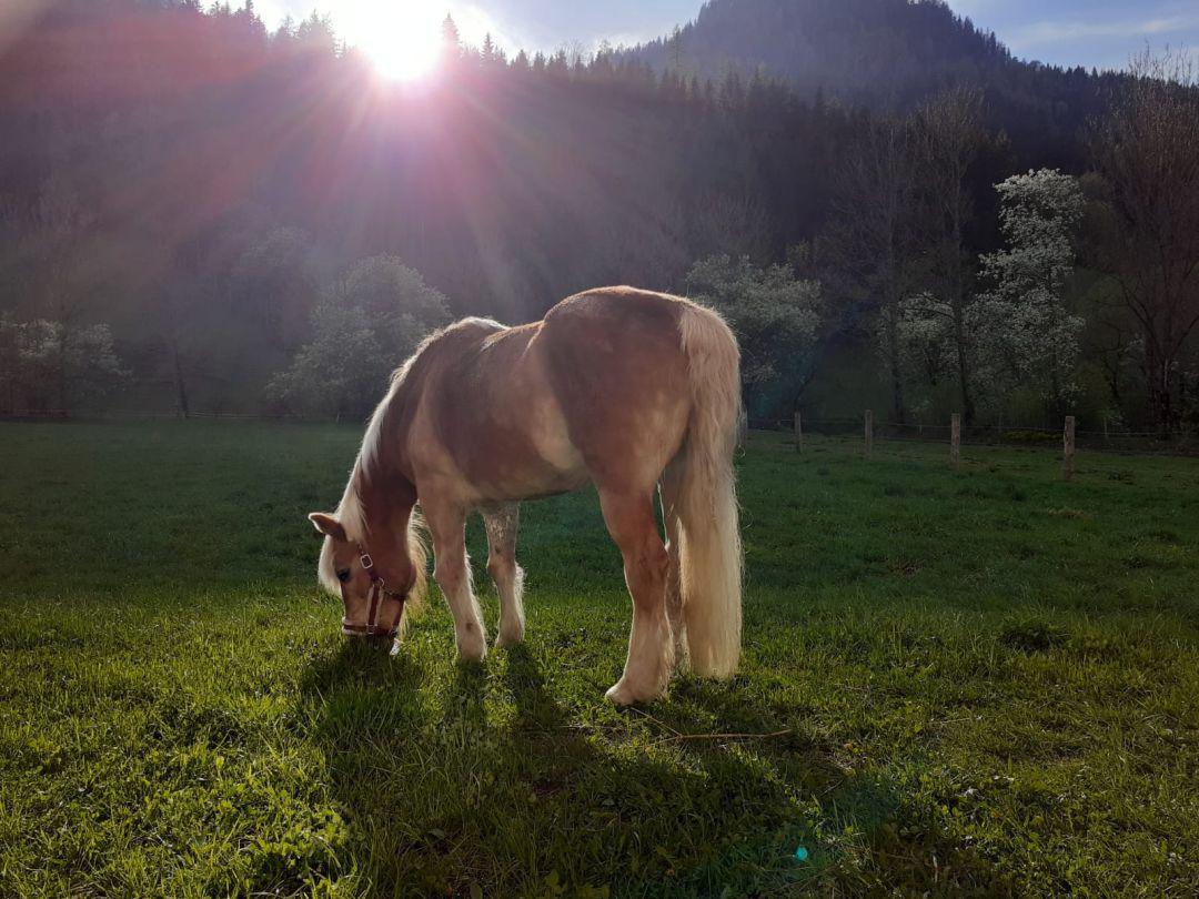 Reiten am Königbauerhof