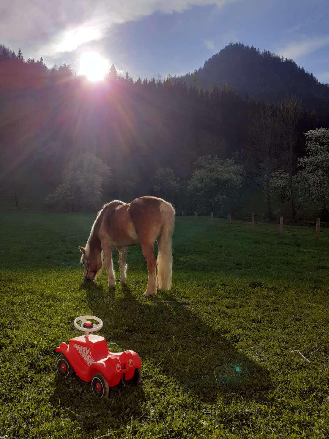 Reiten am Königbauerhof